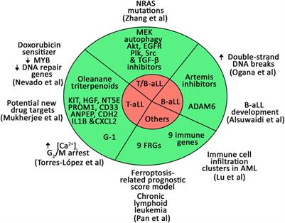 Editorial: Biomarkers and therapeutic strategies in acute lymphoblastic leukemia